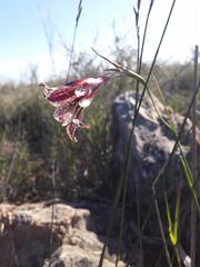 Gladiolus maculatus