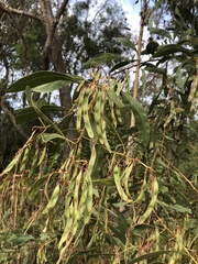 Acacia falcata