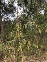 Acacia falcata
