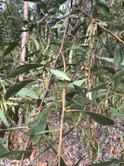 Acacia falcata