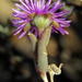 Trichodiadema pomeridianum - Photo (c) Gigi Laidler, algunos derechos reservados (CC BY-NC), uploaded by Gigi Laidler