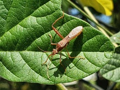 Riptortus abdominalis