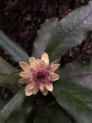 Eupomatia bennettii