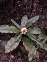 Eupomatia bennettii