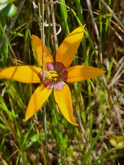 Pauridia canaliculata