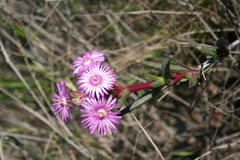Ruschia geminiflora