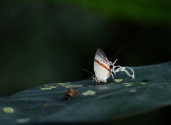 Hypolycaena antifaunus
