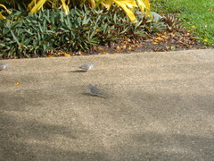 Geopelia placida placida