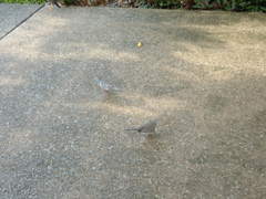 Geopelia placida placida