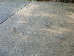 Geopelia placida placida