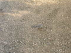 Geopelia placida placida