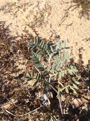 Astragalus olchonensis