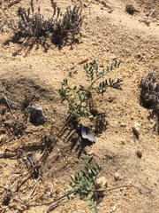 Astragalus olchonensis