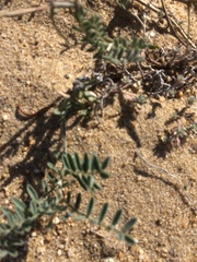 Astragalus olchonensis