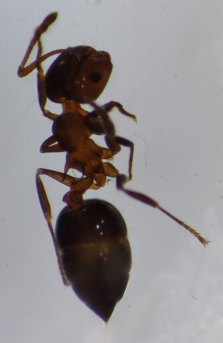 Cherry Acrobat Ant photo 5