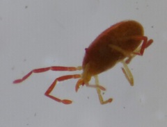 Parasitiformes