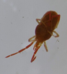Parasitiformes