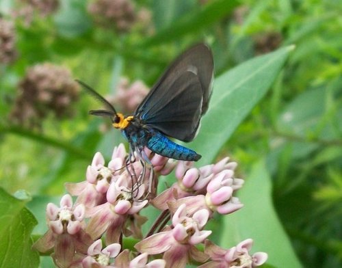 Virginia Ctenucha Moth, photo 7 of 10