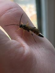 Ichneumon annulatorius