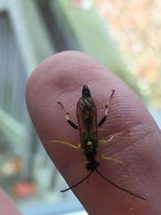 Ichneumon annulatorius