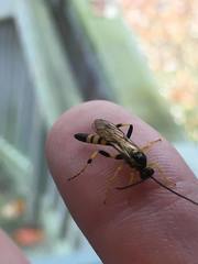 Ichneumon annulatorius