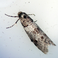 Lepidoscia heliochares
