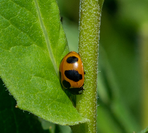 Coccinella nivicola