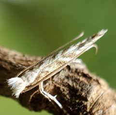 Erechthias mystacinella