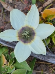 Ixia abbreviata