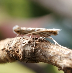 Erechthias mystacinella
