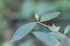 Cratoxylum cochinchinense