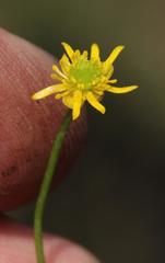 Ranunculus dregei