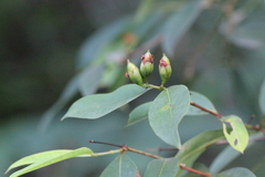 Cratoxylum cochinchinense