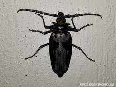 Derobrachus inaequalis