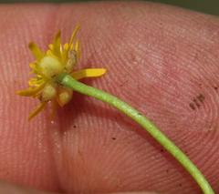 Ranunculus dregei