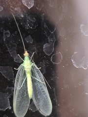 Chrysopa oculata