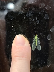 Chrysopa oculata