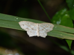 Scopula phyxelis
