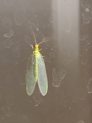 Chrysopa oculata