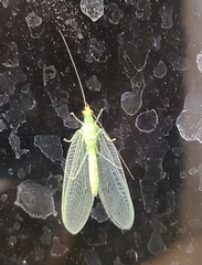 Chrysopa oculata