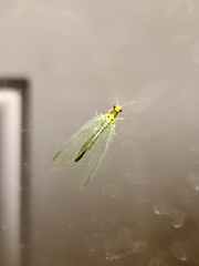 Chrysopa oculata