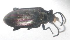 Praeugenini