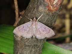 Omiodes tristrialis