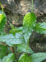 Heliotropium sarmentosum