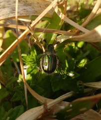 Anomala octiescostata