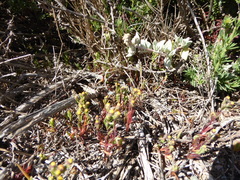 Amblyopappus pusillus