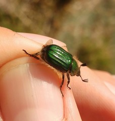 Anomala octiescostata