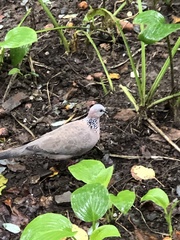 Streptopelia chinensis
