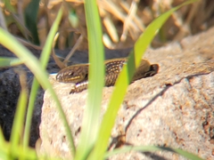 Lissolepis coventryi