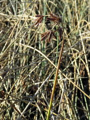 Cyperus marginatus